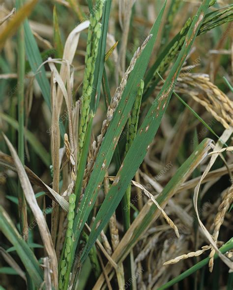 Rice blast (Pyricularia grisea) - Stock Image - C001/7716 - Science Photo Library