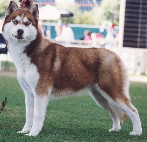 Red Alaskan Malamute photo and wallpaper. Beautiful Red Alaskan Malamute pictures