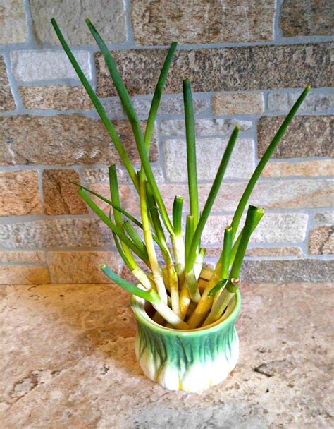 Regrow Spring Onions in Water - Fun Gardening Hack