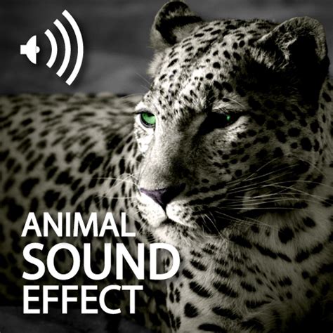 All Animals Sounds Pro by Shao Yin LI