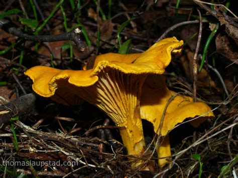 Pictures of Golden chanterelle (Cantharellus cibarius) – Our most delicious mushroom – Photos ...