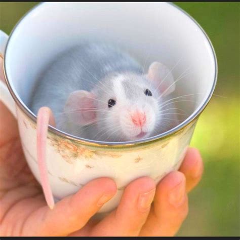 Don't tell me this is not adorable! Rats can be pets too, they are ...