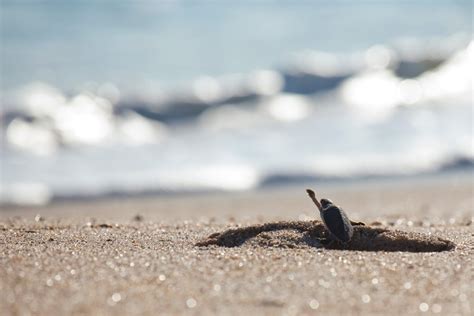 Sea Turtles Find Sanctuary for Nesting at Disney’s Vero Beach Resort | Disney Parks Blog