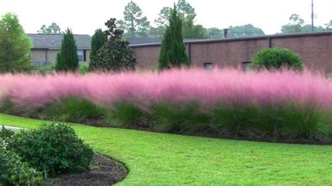 Pink Muhly Grass #gardendesign | Grasses landscaping, Driveway landscaping, Landscaping plants