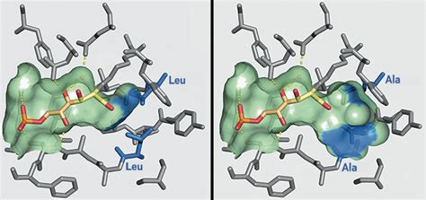 Aldolase enzyme gets a makeover