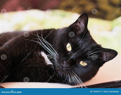 Portrait of a Black Cat with a White Whiskers Stock Image - Image of ...