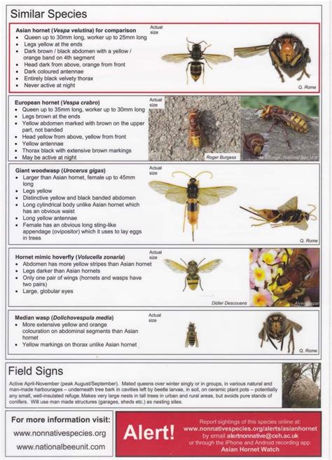 Asian Hornet Awareness - Nuffield Road Medical Centre