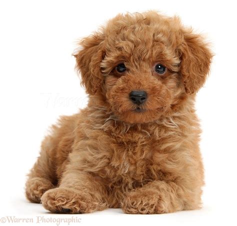 Toy Poodle Puppies | Wow Blog