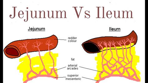 Ileum : Endoscopy Terminal Ileum Normal Finding Doccheck / The ileum ...