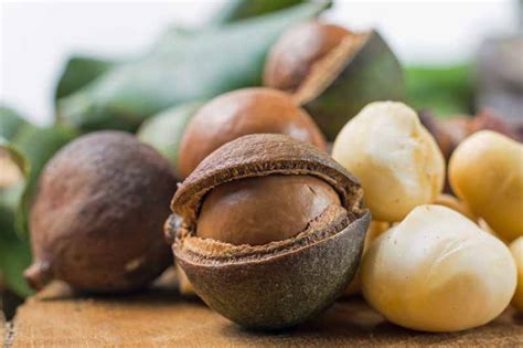 When and How to Harvest Macadamia Nuts | Gardener's Path