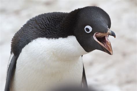 Pingüino de Adelia: la dura vida en colonia - Mis animales