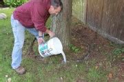 Treatment for the Hemlock Woolly Adelgid - Concord Carpenter