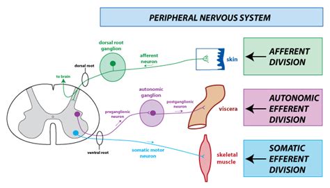 Organization of the Peripheral Nervous System