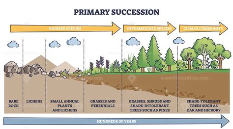 Primary succession and ecological growth process stages outline diagram ...