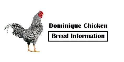 Dominique Chicken Breed Information | Poultry Care Sunday