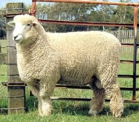 Romney Sheep For Sale in Colorado!Hobby Farm Wisdom