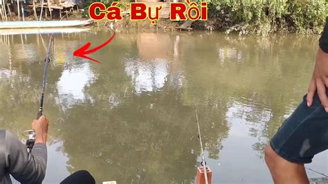 Câu Cá Sông Tự Nhiên | Trúng Bầy Cá Chép Ăn Liên Tục | Trần Đại Fishing ...