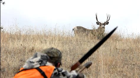 Tips On Hunting The Deer-Use The Bow - The Best And Most Complete Hunting Tips