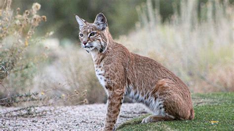 Meet Our Texas Native Carnivores: Living with Bobcats and Coyotes in Texas