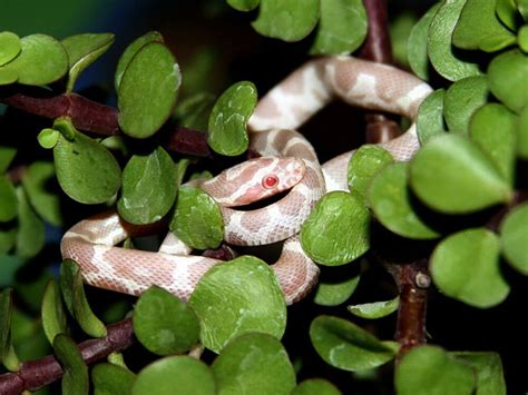 Best Snake Breeds to Have as Pets | UK Pets