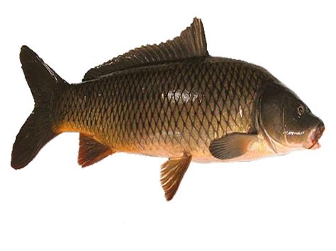 Common Carp Fish: Characteristics, Uses, Photo