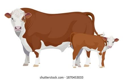 Farm Animal Bull Calf Hereford Best Stock Vector (Royalty Free) 1870453033 | Shutterstock