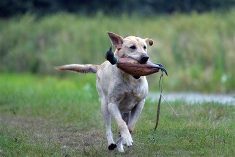 Summer Bird Dog Training Essentials - Gun Dog Magazine