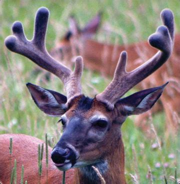 Antler Development in White-tailed Deer: Implications for Management | MU Extension