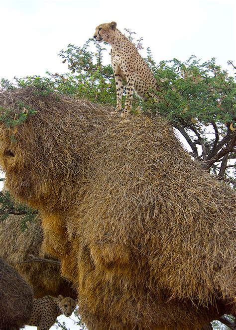 In Africa, Sociable Weavers Build a Nest of Many Uses | Living Bird ...