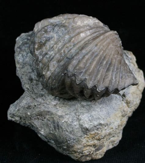 Platystrophia Brachiopod Fossil From Kentucky For Sale (#5763 ...