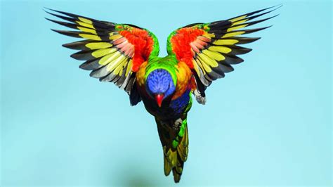 Lorikeet parrot - All Star Parrots rescue and Rehoming