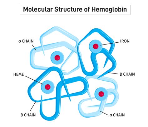 Qu’est-ce que l’hémoglobine ? Définition, structure, fonction – StackLima