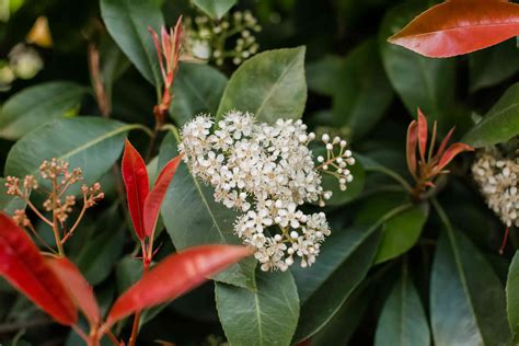 How to Grow and Care for Red Tip Photinia