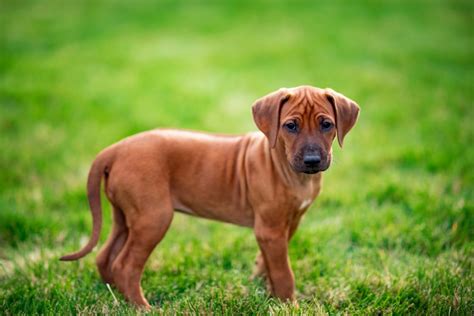 How Big Does a Rhodesian Ridgeback Get (With Growth and Weight Chart) – KeyPetCare.com