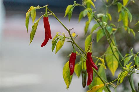 Red Pepper Plant Crops - Free photo on Pixabay