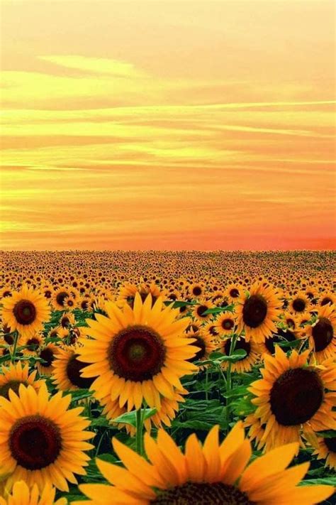 Pin von Michele Caine auf Amazing Pictures | Feld mit blumen, Sonnenblumen, Schöne blumen