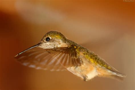 Calliope hummingbird - Around the World with Marty Essen