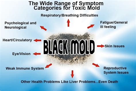 Toxic Mold – Longevity Wellness Centers