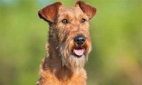 Irish Terrier Breeders Near Me - Anything Terrier