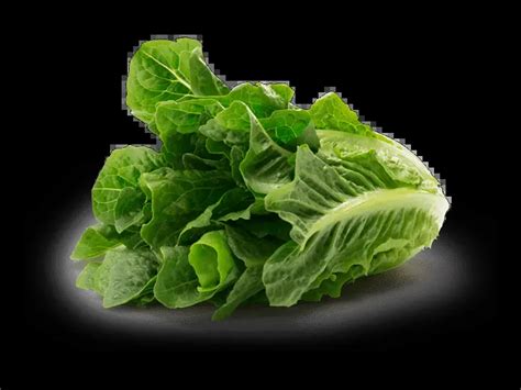 Where is Dole Romaine Lettuce Cultivated? - GreenThumbsGuide