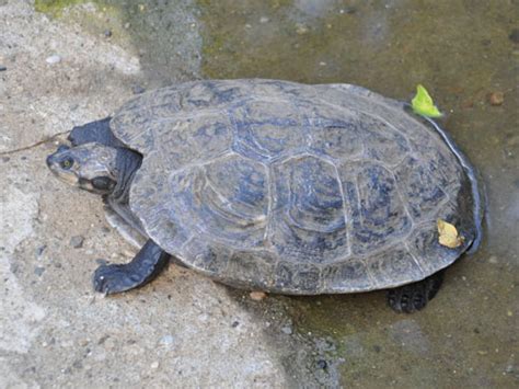 Unique animals in country Podocnemis lewyana / Magdalena river turtle