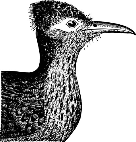 Ground Cuckoo Head Vintage Illustration Engraving Black Cuckoo Vector, Engraving, Black, Cuckoo ...