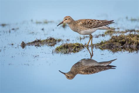 A Guide to Photographing Birds and Wildlife in a Wetland Area