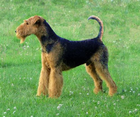 The Airedale Terrier: A Guide for Owners - HubPages