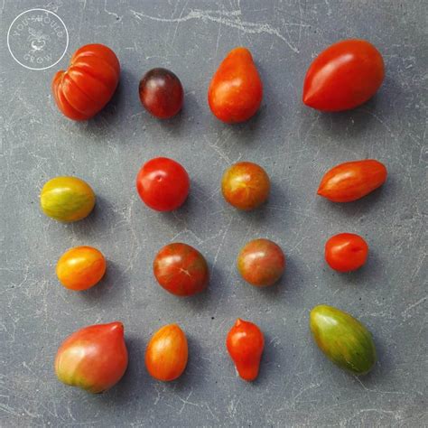 Heirlooms, Hybrids, and GMOs: What they are and why you should care. - You Should Grow