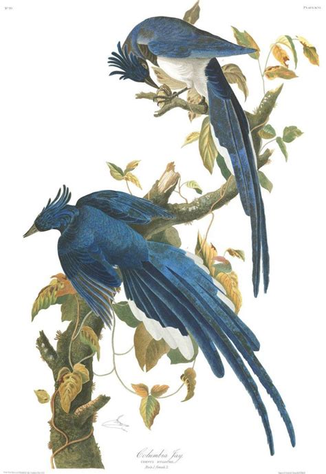 Audubon’s “Birds of America” Illustrations are Now Online | Art Docent Program