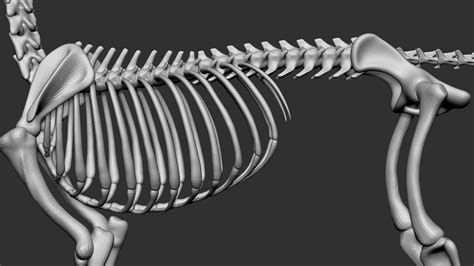 Dog Skeleton 3D Model $79 - .ztl .obj - Free3D