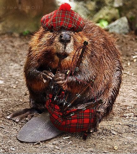 The Online Scum: The Beaver expands his habitat