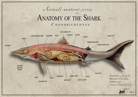 Shark anatomy 1 - United Kingdom