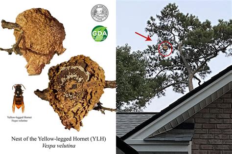 Nation's first known yellow-legged hornet nest found, eradicated near Savannah | Georgia Public ...